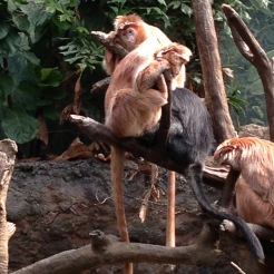Jungleworld's Orange Langurs