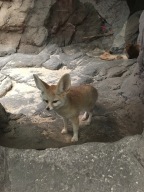 Children's Zoo Fennec Fox