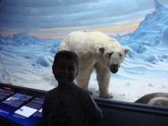Hall of Ocean Life, Polar Bear