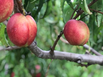 Fresh Peaches hanging from tree in orchard at Fishkill Farm, New York