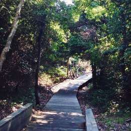 walking into the Sunken Forest, boardwalk through the trees, Fire Island