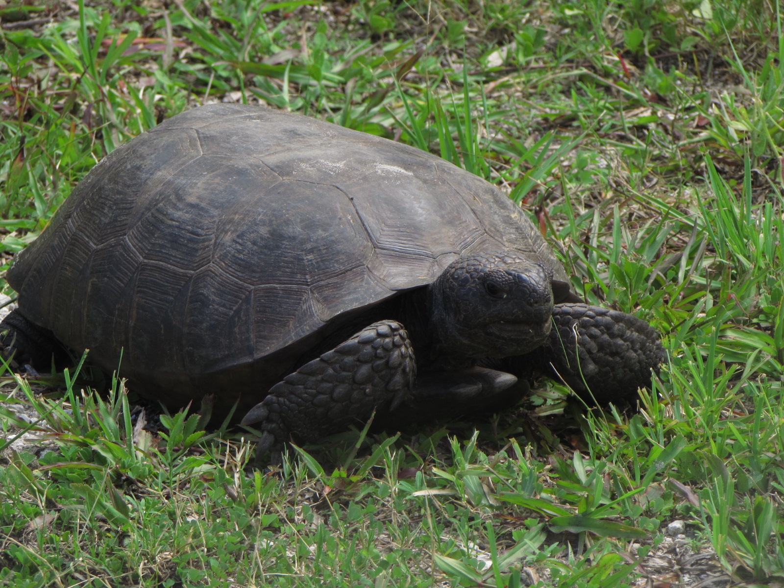 18" Giant Turtle walking in the grass at Anastasia State Park, Florida