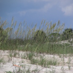 Sea Oats and Sand Dunes on the beach at Anastasia State Park, Florida
