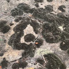 Grimmia Moss on the granite surface of Arabia Mountain, Georgia