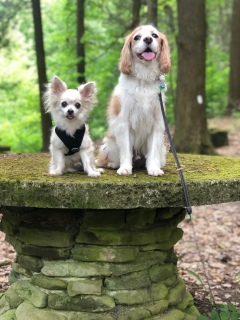Chihuahua and Cavalier buddies on stone table along the rim trail at Watkins Glen State Park, New York