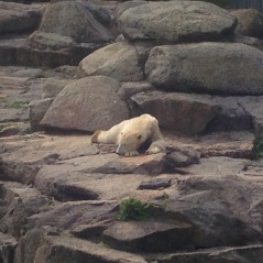 Sleeping Polar Bear at Zoo Berlin, Germany
