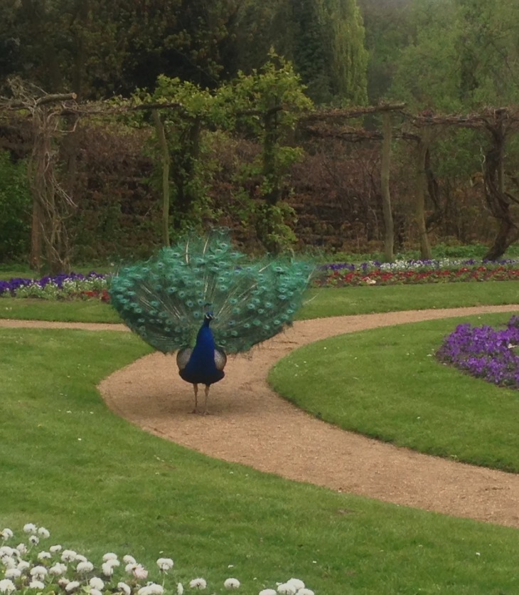Peacock running in the garden labyrinth at Pfaueninsel, Peacock Island, Germany