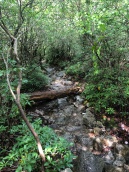 Forest stream along Millbrook Path, Minnewaska Preserve, New York