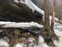 Iced over rock ledge along forest trail, Minnewaska Preserve, New York