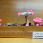 Wild mushrooms, Rosy Russula, in Naturalist’s Cabinet in The Wild Center, Tupper Lake, New York