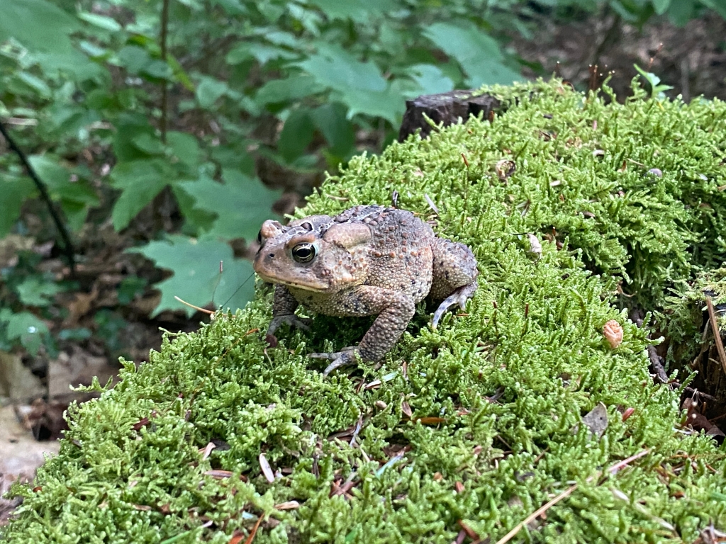 frog on the forest trail, Robert H Treman State Park, Ithaca, New York